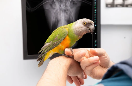 Veterinário de aves silvestres